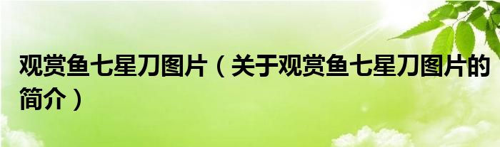 觀賞魚七星刀圖片（關(guān)于觀賞魚七星刀圖片的簡(jiǎn)介）