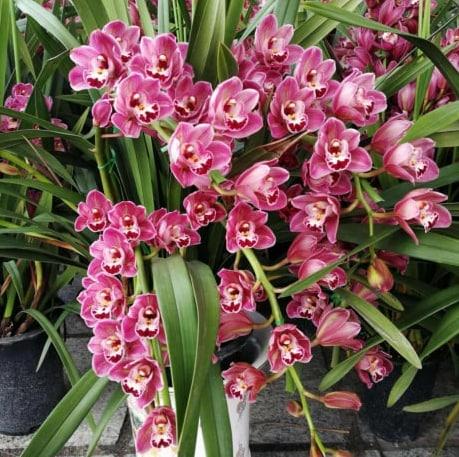 秋天7種花，沾土就開(kāi)花，趁便宜買(mǎi)回家，200天都開(kāi)花