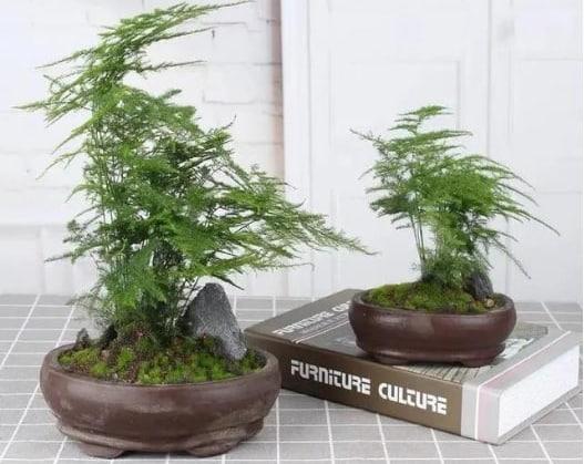 養(yǎng)文竹，就用3種水，郁郁蔥蔥，水都潑不進