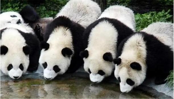 大熊貓憑什么是國(guó)寶？