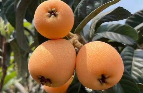 經(jīng)常吃枇杷果有什么好處及禁忌？