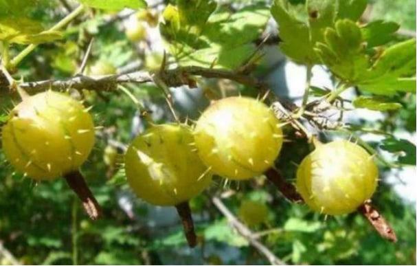 野生刺梨的營(yíng)養(yǎng)價(jià)值高嗎？功效有哪些？