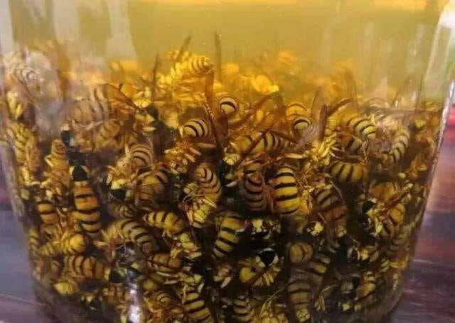 黃蜂泡酒的功效作用，哪些人不能喝黃蜂泡酒？