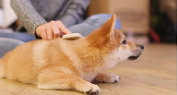 給狗狗洗澡需要注意什么？