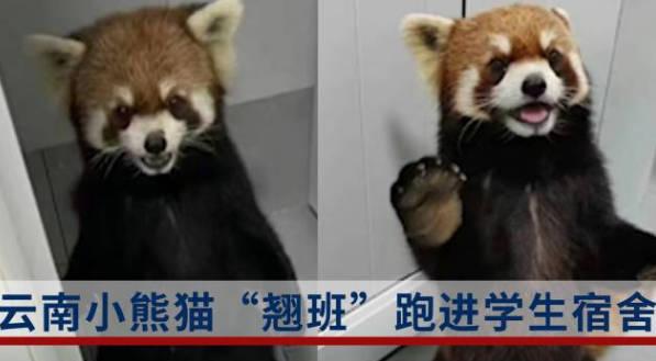 動(dòng)物園小熊貓“翹班”跑進(jìn)學(xué)生宿舍