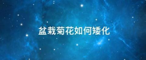 盆栽的菊花如何矮化？