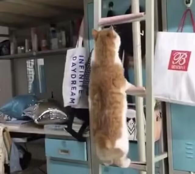 當貓咪誤入女生宿舍