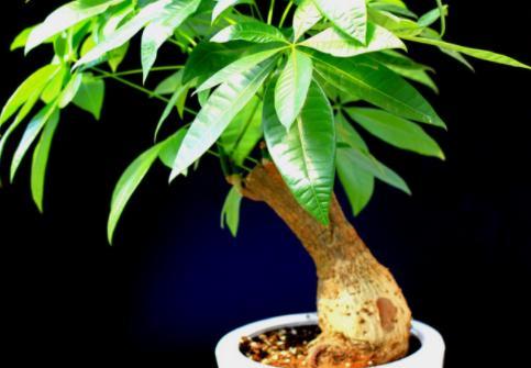 廁所里擺放什么植物既健康又美觀？