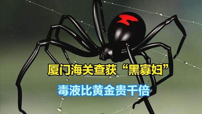 廈門海關截獲1只活體黑寡婦