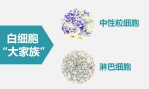 淋巴細(xì)胞百分比偏低怎么回事？