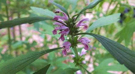 益母草對(duì)女性有哪些好處？