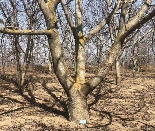 咸陽市民反映：近4500棵核桃樹被齊根鋸斷，誰是兇手？