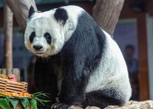 中國(guó)大熊貓“林惠”在泰國(guó)離世，中泰專家聯(lián)合調(diào)查死因