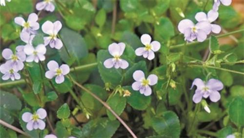 廣東發(fā)現(xiàn)全球罕見新物種“河源堇菜”，成年植株不足百