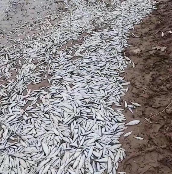 河南杞縣野生河魚大量死亡，村民撿拾帶回家食用，是否有毒引關注