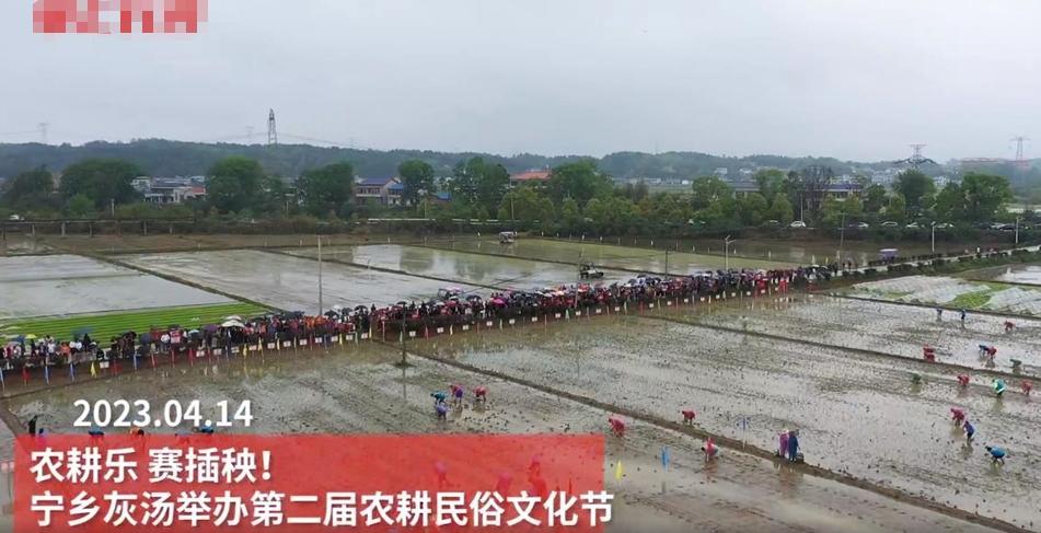 河南某縣耗資49萬(wàn)元插秧2畝事件辟謠：真相是什么？