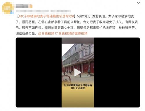 鄰居團結(jié)合力，幫助女子晾曬滿地麥子避免損失