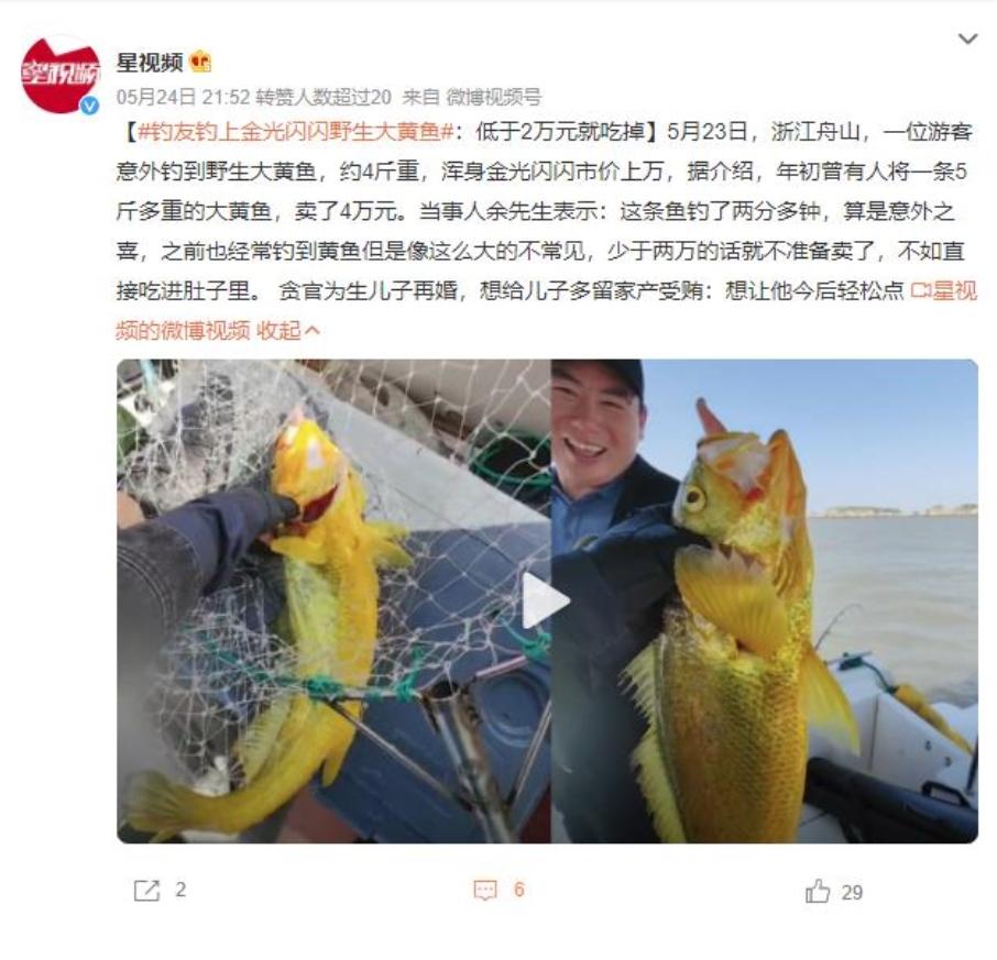 釣友釣獲金光閃閃野生大黃魚，市價高達(dá)數(shù)萬元！