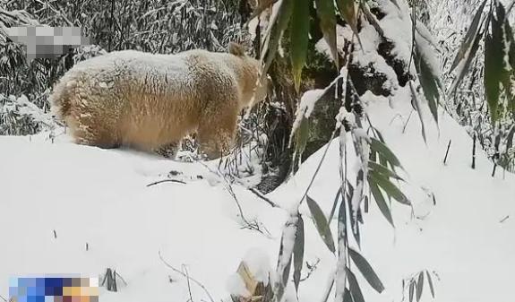 白化動物，探秘自然界奇特神秘個體