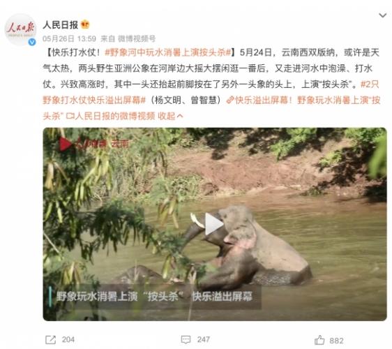 野生亞洲大象歡樂泡水，勐臘縣上演“按頭殺”場景