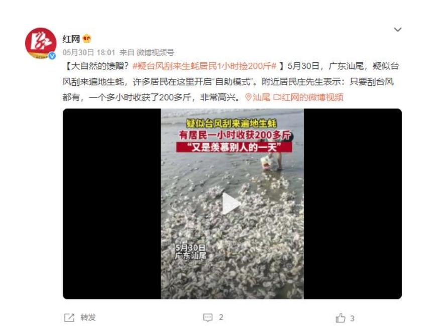 疑似臺風(fēng)刮來的生蠔：居民1小時撿200斤，大自然的慷慨饋贈