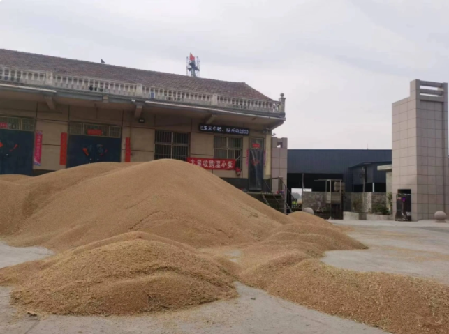 河南豫南麥?zhǔn)者M(jìn)度過(guò)半，夏糧收購(gòu)面臨考驗(yàn)