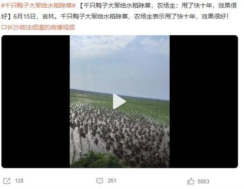 千只鴨子大軍給水稻除草，農(nóng)場主稱效果顯著