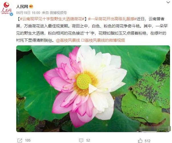 云南荷花盛景：罕見野生大灑錦花綻放，花海如詩如畫