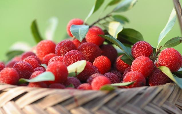 楊梅風(fēng)味盛行，但需謹(jǐn)慎：過量食用楊梅引發(fā)高鉀血癥風(fēng)險(xiǎn)