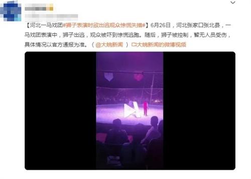 河北張家口張北縣馬戲團(tuán)獅子出逃事件：觀眾驚慌逃離，暫無(wú)傷亡