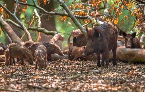 新名錄調(diào)整保護我國野生動物資源：葉麂、壽帶入選“三有”名錄，野豬調(diào)出