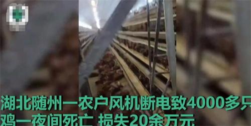湖北隨州養(yǎng)雞場風(fēng)機(jī)斷電導(dǎo)致大量雞只死亡，損失慘重