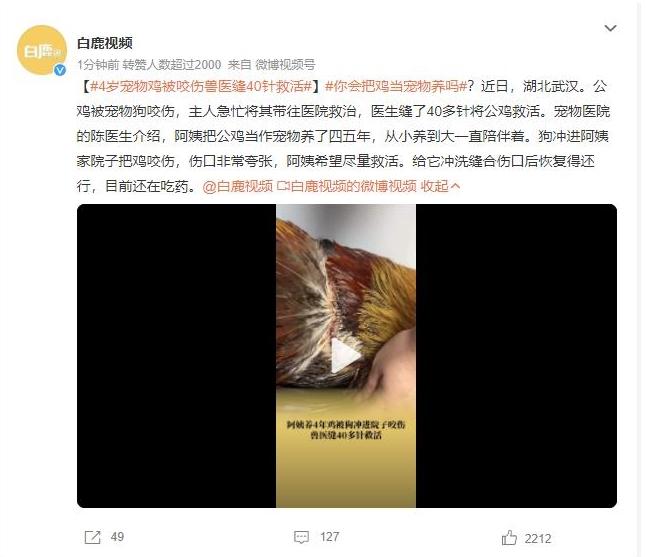 湖北武漢女子將公雞當(dāng)寵物養(yǎng)，救治40多針后成功挽救生命