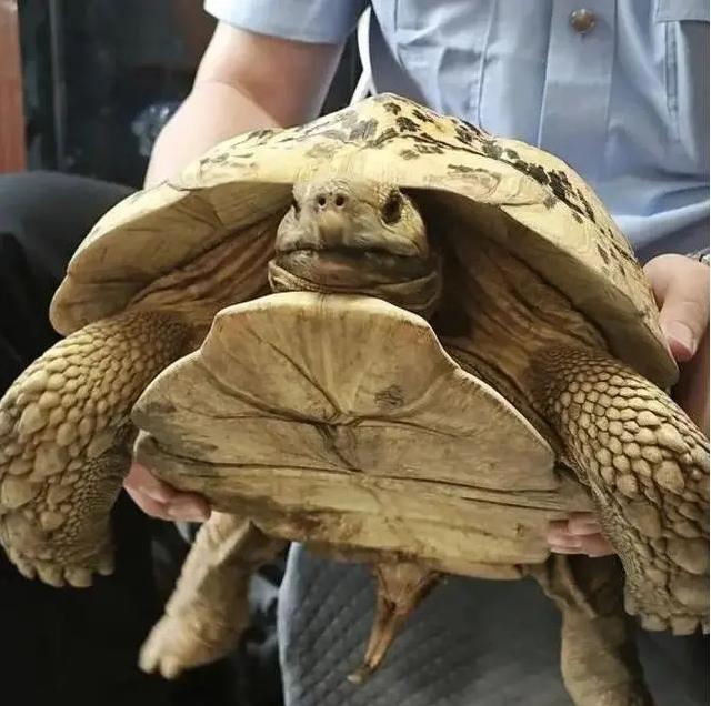 罕見巨型豹紋陸龜驚現(xiàn)上海綠化帶，上海動(dòng)物園接收