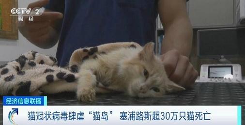 貓冠狀病毒蔓延“貓島”致死率近90%，超30萬只貓喪生惋惜