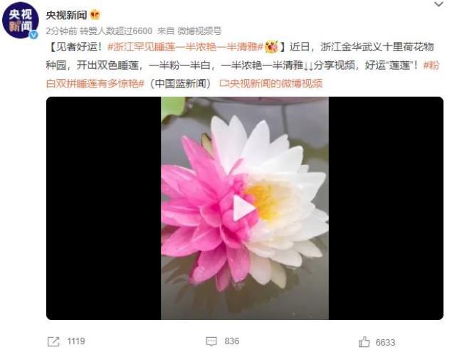 浙江金華武義十里荷花物種園綻放雙色睡蓮，濃艷與清雅完美融合