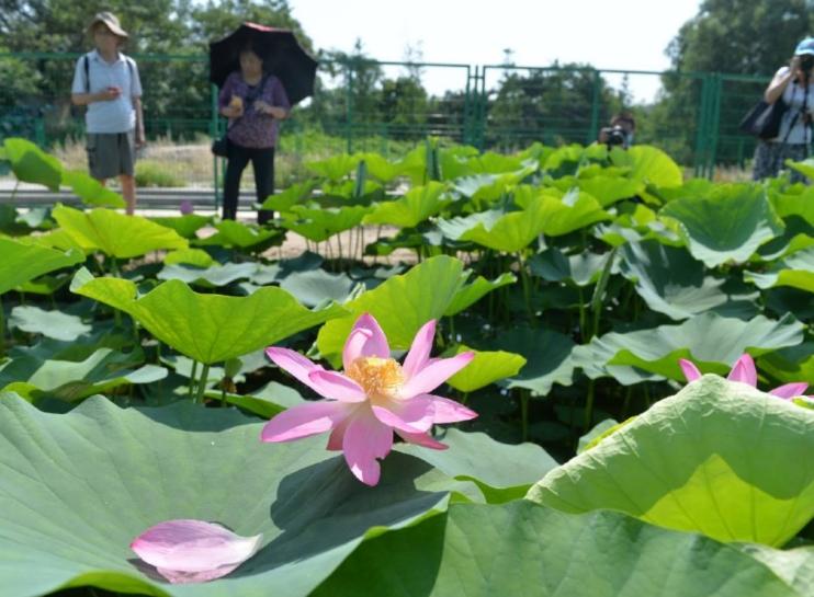 百歲古蓮：國家植物園專家妙手回春，圓明園幸存的珍貴遺產(chǎn)綻放芬芳