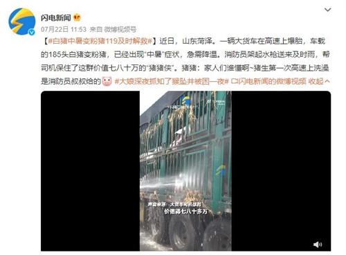 【山東菏澤白豬中暑變粉豬119及時(shí)解救】消防員雨中拯救價(jià)值七八十萬(wàn)的“豬豬俠”