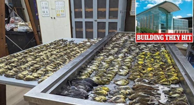 大樓玻璃成“死亡陷阱”：近1000只鳥群集體撞窗慘死，引發(fā)社會廣泛關(guān)注