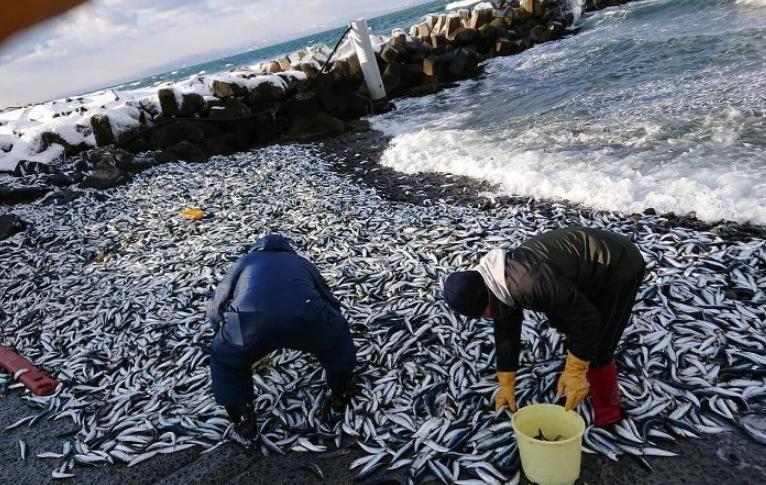 日本熊本縣漁港驚現(xiàn)大規(guī)模沙丁魚(yú)集體死亡，究竟是什么原因？
